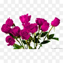 紫色玫瑰花束装饰图案