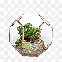 高清立体植物花盆