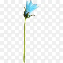 蓝色绽放小花