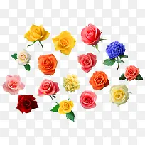 各种颜色的玫瑰花png素材