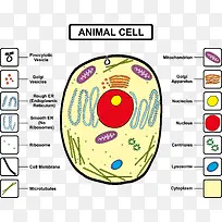 动物细胞组成分析