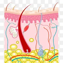 皮下组织插画图片