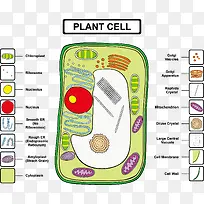 植物细胞结构分析