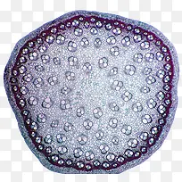 植物细胞结构图片