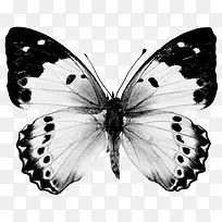 黑白色蝴蝶