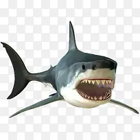 冷血动物大白鲨