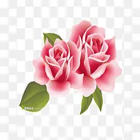卡通两朵淡粉色玫瑰花带绿叶