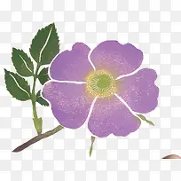 彩绘紫色花素材