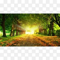秋日绿色森林公路