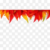 红色鲜艳的叶子顶部装饰