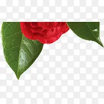 红色玫瑰花顶部装饰