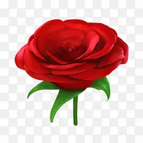 一支绿叶红色盛开单支玫瑰
