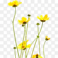 花卉现代风景画册