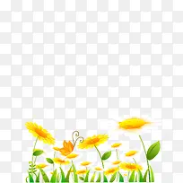 黄色菊花