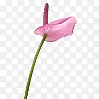 马蹄莲粉色花朵