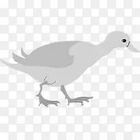 灰色的鸭子