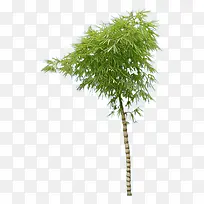 佛肚竹单棵