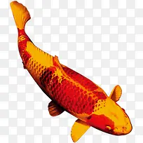 金色斑纹红色鲤鱼中秋