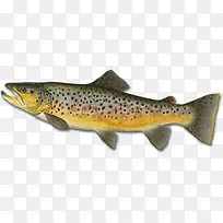 褐色斑纹金色鱼素材