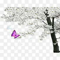 一树樱花
