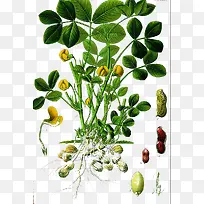 花生的一生图片素材