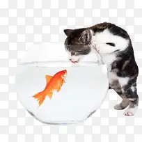 猫和小鱼