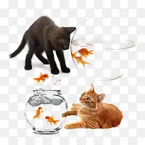 小猫戏耍鱼缸里的小鱼