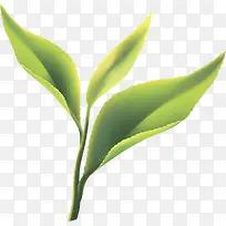 手绘扁平风格质感茶叶