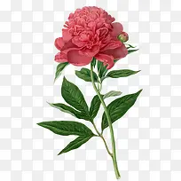 手绘花画
