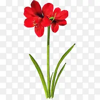 水彩花卉素材鲜花花卉 精美红色