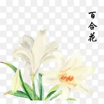 百合花水彩手绘插画