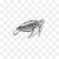 铅笔画海龟