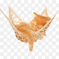 小懒猫图片