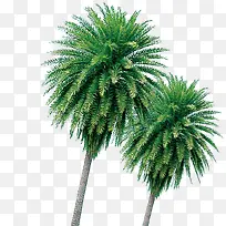 椰树