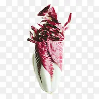 白菜