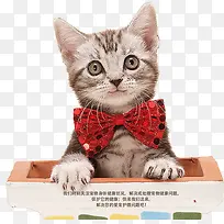 可爱猫咪