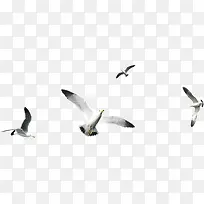 一群飞翔的白鸽