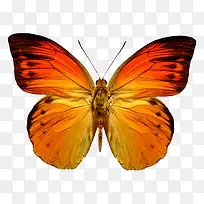 蝴蝶黄色蝴蝶展开翅膀的蝴蝶
