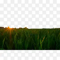 夕阳下的绿色麦田