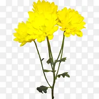 高清手绘黄色菊花