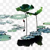 荷叶风景画
