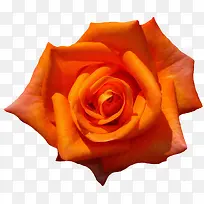 漂亮的橙色玫瑰
