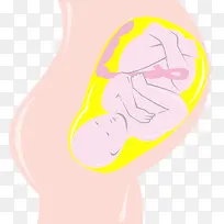 入盆的胎儿高清免扣素材