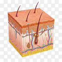 皮肤解剖图
