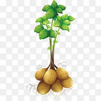 种植土豆