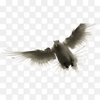 高清摄影在天空中飞翔的鹰