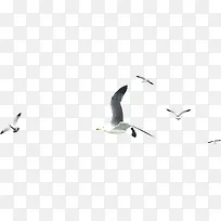 近景天空中飞翔的海鸥