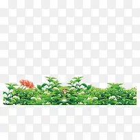 白花丛1