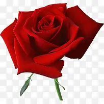 一朵红色玫瑰花装饰图片