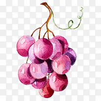 手绘一串紫葡萄